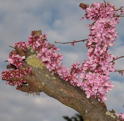 Senza foto: che albero potrebbe essere?